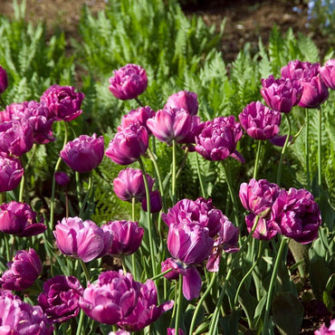 Negrita Double Tulip Seeds