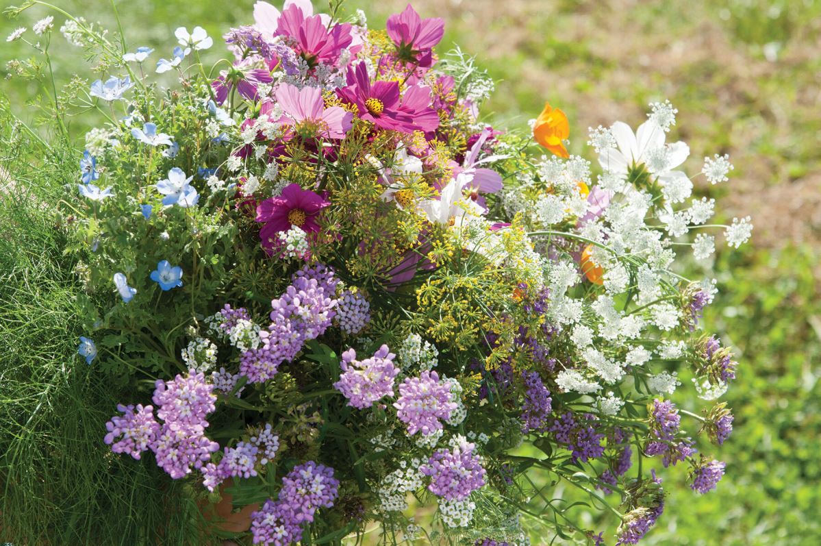 Beneficial Insect Flower Seeds Mix