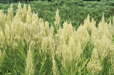 Sylphid – Celosia Seed