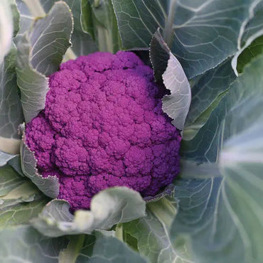 Purple Moon – Cauliflower Seed
