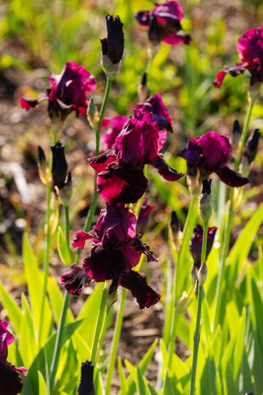 Red Dirt Road Bearded Iris