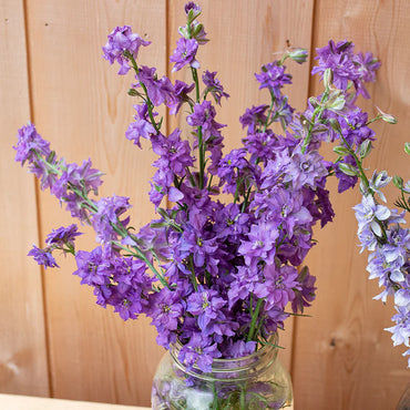 QIS? Lilac – Larkspur Seed