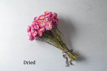 Pierrot Red – Helipterum Seed