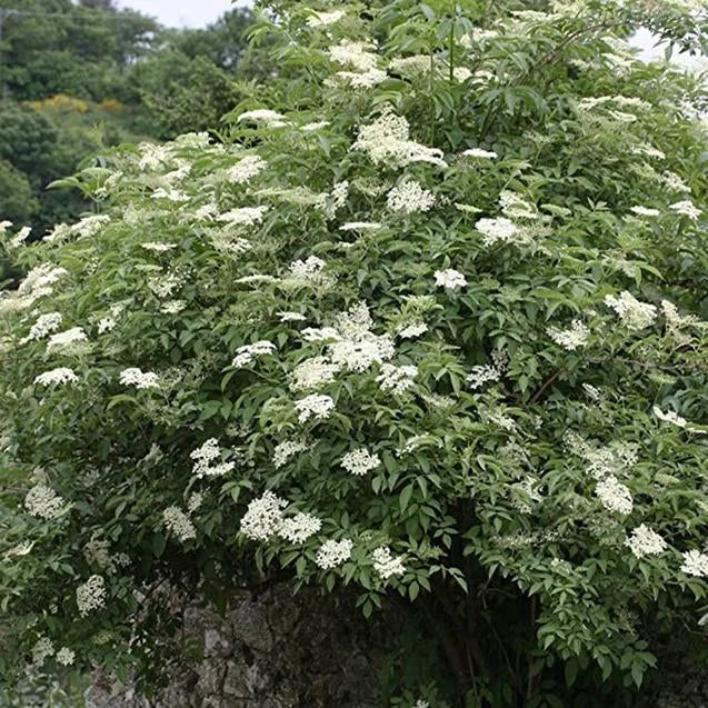 Elderberry Green Polygonum Japonicum Seeds