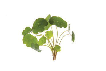 Nasturtium – Shoot Seed