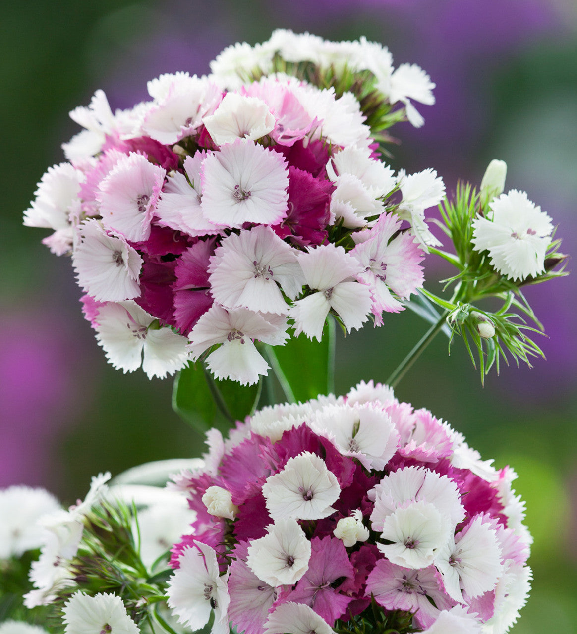 Seedling 5 Pack- Sweet William- Sweet Pink Magic