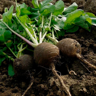 Radish- Black Spanish Round