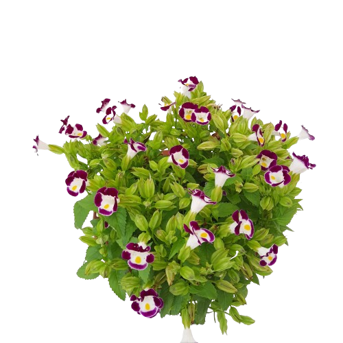 Violet Torenia Kauai Flower Seeds for Unique Gardens - 100 pcs
