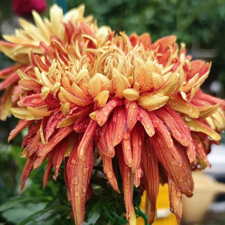 Golden-Red Giant Chrysanthemum Seeds