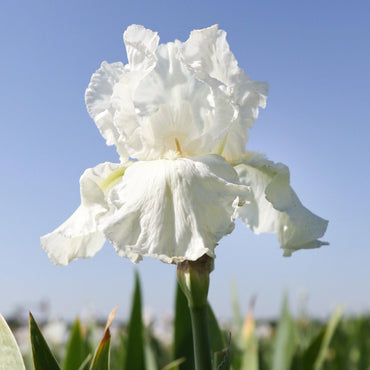 Frequent Flyer Reblooming Bearded Iris Seeds