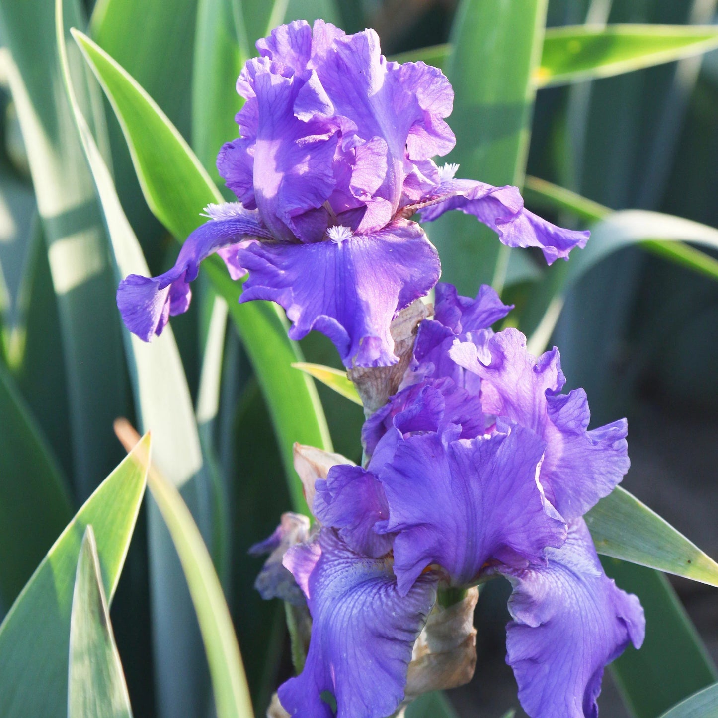 Dashing Reblooming Bearded Iris Seeds