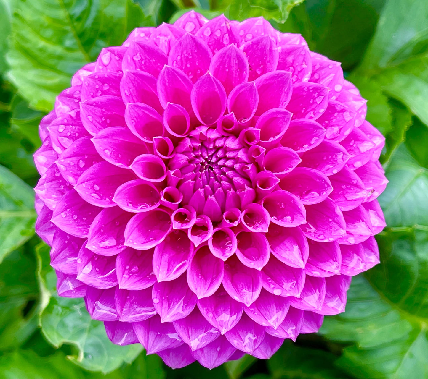 Dahlia- Winkie Cavalier (Tuber)