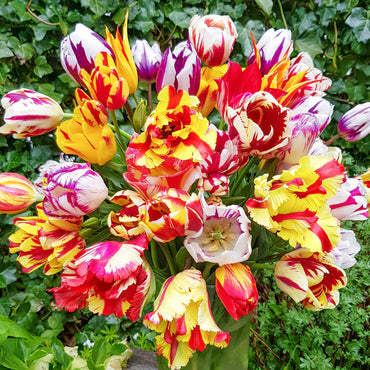 Flaming Beauties Tulip Mixture Seeds
