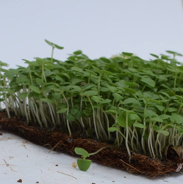 Basil, Lemon – Microgreen Seed