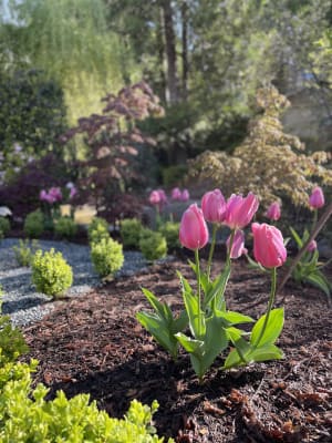 Guinevere Jumbo Perennial Tulip Seeds