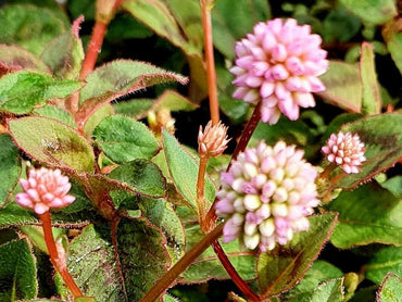 Organic Capitata Flower Seeds for Planting – Heirloom, Non-GMO