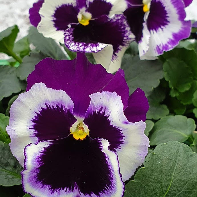 Purple White Pansy Seeds for Planting | Heirloom, Non-GMO, Organic Charming Blooms