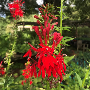 Heirloom Non-GMO Cardinal Flower Seeds for Garden Planting – Vibrant Red Hummingbird Blooms