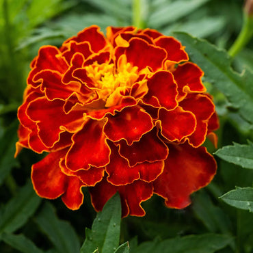 Marigold, French- Red Cherry