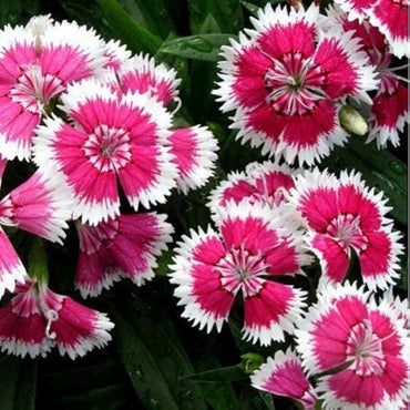 White Red Dianthus Flower Seeds – Heirloom, Non-GMO Seeds for Planting Bright Garden Blooms