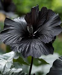 Heirloom Black Hibiscus Flower Seeds – Non-GMO Rare Tropical Blooms for Garden Planting
