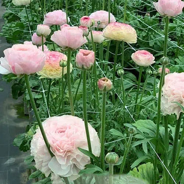 Ranunculus- Elegance Bianco Sfumato