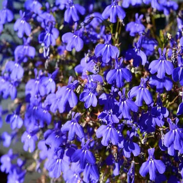 Lobelia- Emperor William