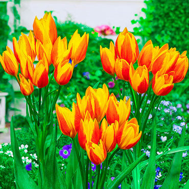 Sunshine Reggae Tulip Seeds