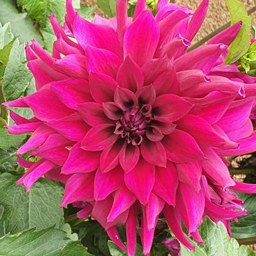 Dahlia- Tony's Deb (Tuber)