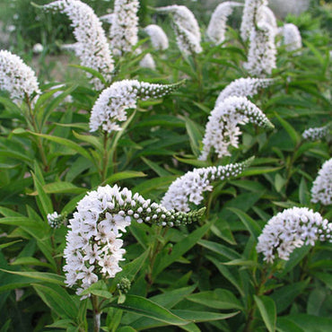 Gooseneck Loosestrife