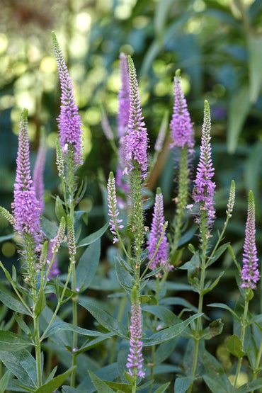 Heirloom Non-GMO Purple Veronica Spicata Flower Seeds for Vertical Bloom Displays