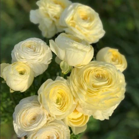 Ranunculus- Elegance Crema 43-99