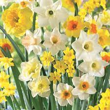 Jonquil- Mixed