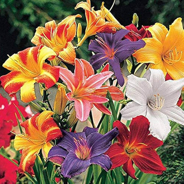 Hemerocallis Mixed Seeds for Planting – Organic, Heirloom, Non-GMO Flower Seeds