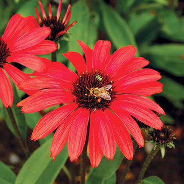 Heirloom Non-GMO Red Coneflower Seeds – Vibrant Pollinator Blooms for Garden Planting