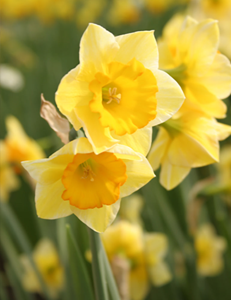 Daffodil- Fortune