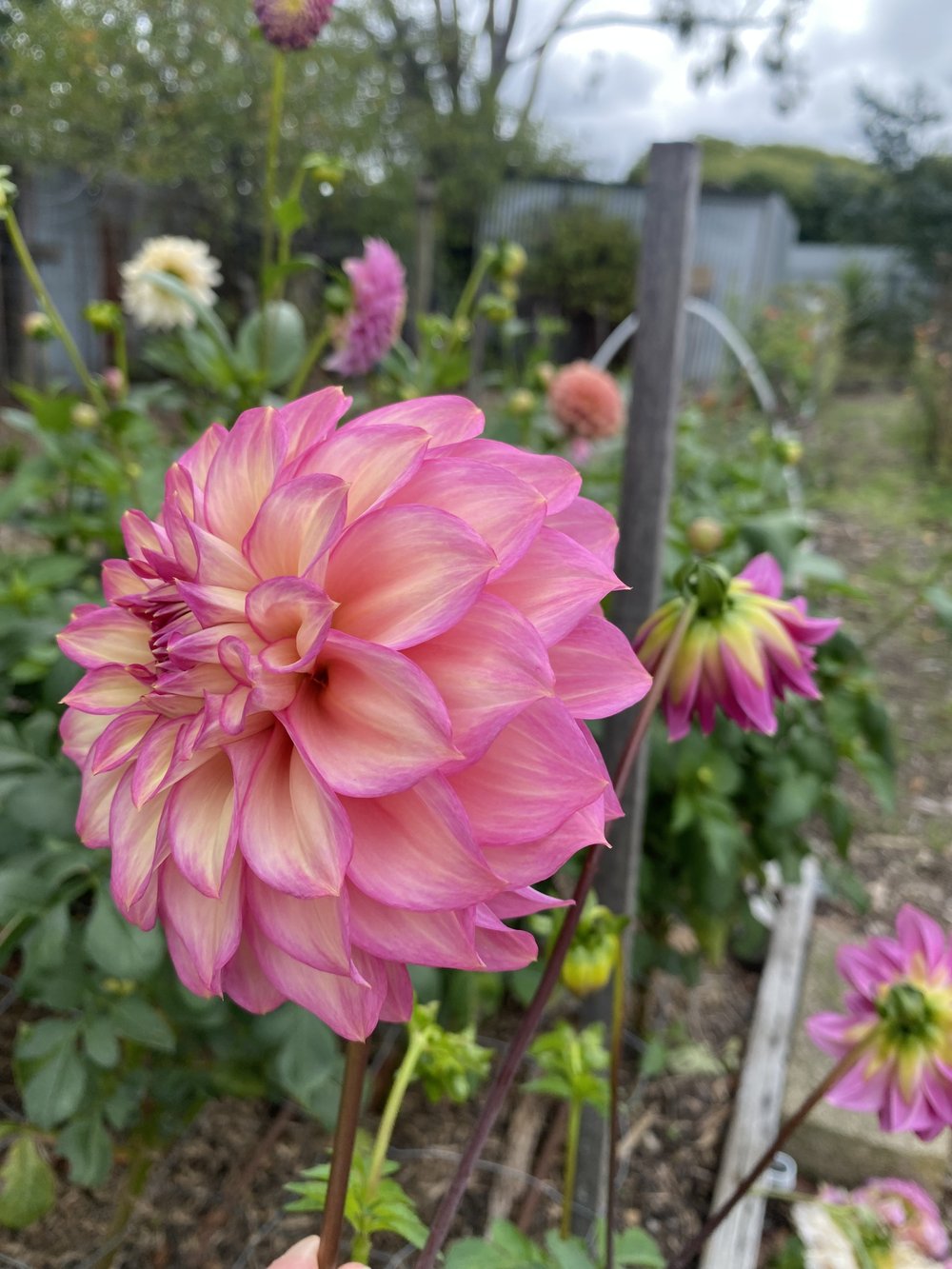 Dahlia- Juliette (Tuber)
