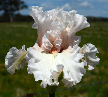 Head Over Heels Bearded Iris