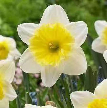 Ice Follies Daffodil Seeds