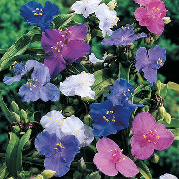Spiderwort Shimmer Flower Seeds – Heirloom, Non-GMO, Glowing Blooms for Garden Planting