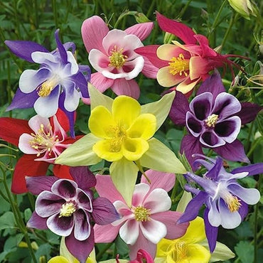 Mixed Columbine Flower Seeds – Heirloom Non-GMO Perennial Blooms for Cottage Garden Planting