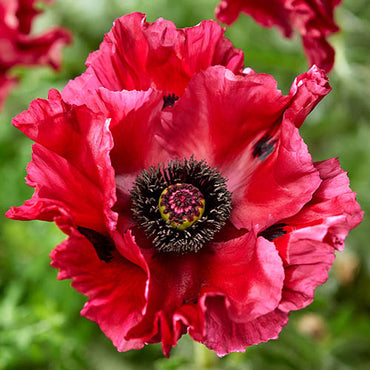 Watermelon Oriental Poppy