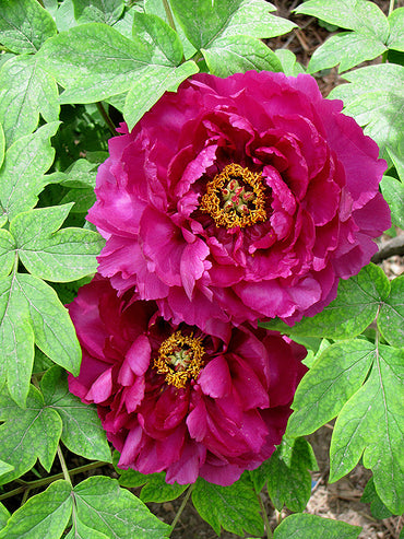 Shimadaijin Tree Peony
