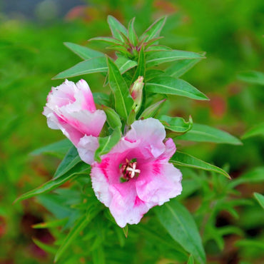 Godetia- Azalea Maiden Blush