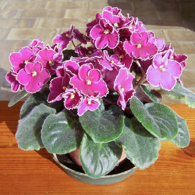 Organic Pink African Violet Flower Seeds for Planting – Heirloom, Non-GMO