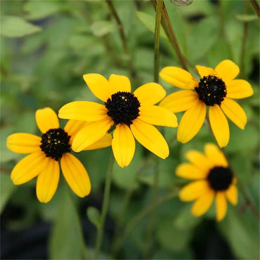 Yellow Rudbeckia Triloba Flower Seeds for Planting Wildflowers - Heirloom & Non GMO