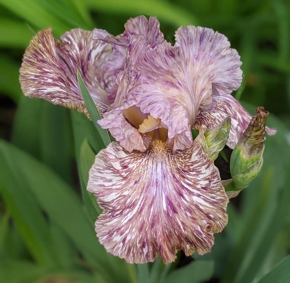 Python'z Parasol Bearded Iris