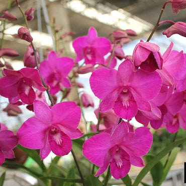 Pink Dendrobium Flower Seeds – Heirloom Non-GMO Orchid Seeds for Elegant Garden Planting