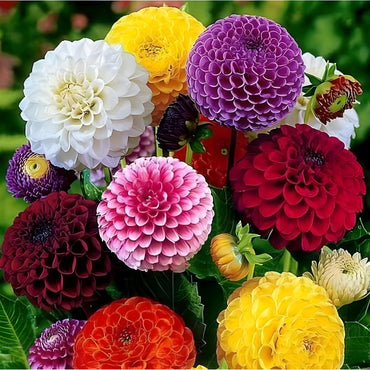 Dahlia Double Mix Rainbow Seeds