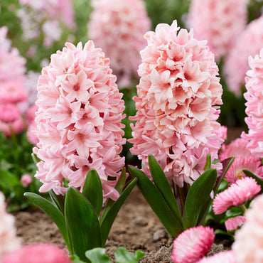 Hyacinth- Apricot Passion